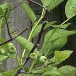 Vaccinium corymbosum Leaf