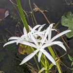 Crinum americanum Flower