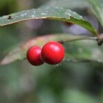 Coffea canephora Vrucht