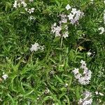 Solanum bonarienseFlower