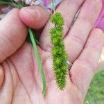 Carex vulpinoidea Hoja