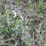 Salvia lyrata Habit
