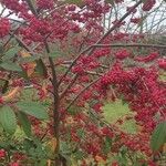 Cotoneaster frigidus Hedelmä