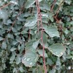 Spiraea trilobata Leaf