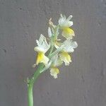 Orchis pauciflora Çiçek