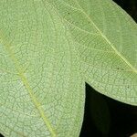 Heliotropium verdcourtii Leaf