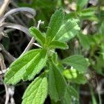 Leucas glabrata Leaf