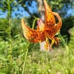 Lilium michiganense Flower