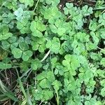 Medicago arabica Leaf