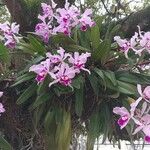 Cattleya trianae 花