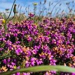 Erica cinerea Kvet