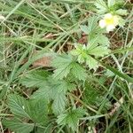 Potentilla erecta ശീലം