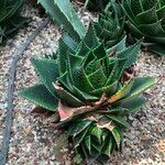 Aristaloe aristata cv. 'Cosmo' Агульны выгляд