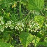 Galium mollugo Blomst