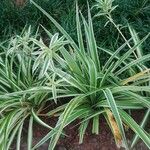 Chlorophytum capense Leaf