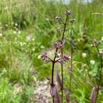 Nardostachys jatamansi Folha