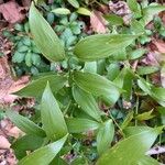 Asparagus asparagoides Leaf