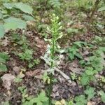 Platanthera chlorantha Cvet