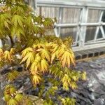 Acer japonicumBlatt