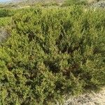 Juniperus turbinata 叶