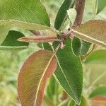 Pyrus cordata Ліст