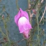 Antirrhinum litigiosum Virág