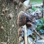 Zanthoxylum bungeanum Bark