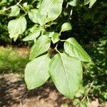 Syringa reticulata Leaf