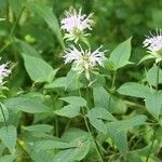 Monarda clinopodia Характер