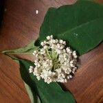 Asclepias variegata Leaf