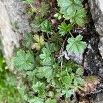 Potentilla brauneana Blad