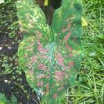 Caladium bicolor 葉