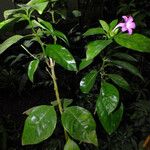 Barleria cristata 整株植物