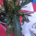 Kalanchoe laciniata ഇല