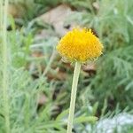 Gaillardia megapotamica Flower