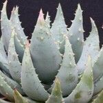 Aloe peglerae Habit