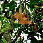 Brugmansia versicolorFlower