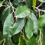 Chrysophyllum cainito Hoja
