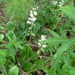 Pyrola rotundifolia Çiçek