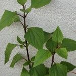 Ageratina adenophora Лист