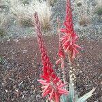 Aloe suprafoliata Blomst