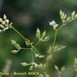 Anthriscus caucalis autre