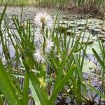 Sparganium emersum Fula