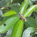 Miconia elata Blatt