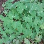 Aquilegia canadensis Blatt