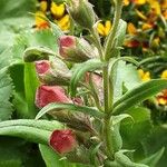 Penstemon hartwegii Flower