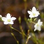 Minuartia setacea