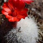 Mammillaria senilis Flower