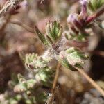 Micromeria herpyllomorpha Lapas