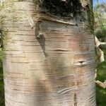 Betula ermanii Corteccia